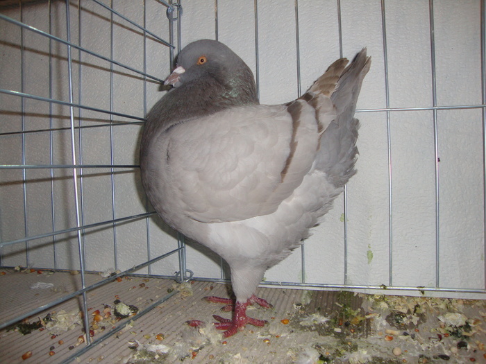 XULCNLFAETEGSDPZCTE - Z Szigetvar 2010