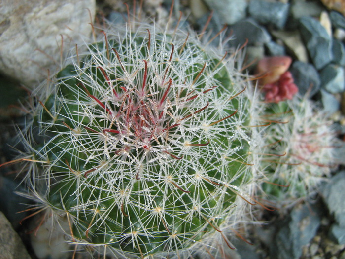 IMG_1386 - Cactusi la mosie 1 octombrie 2009
