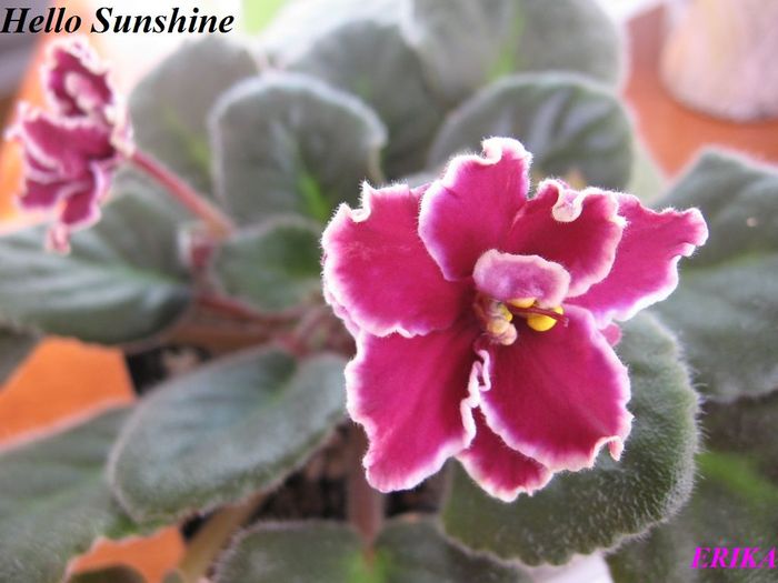 Hello Sunshine 2009 nov 8