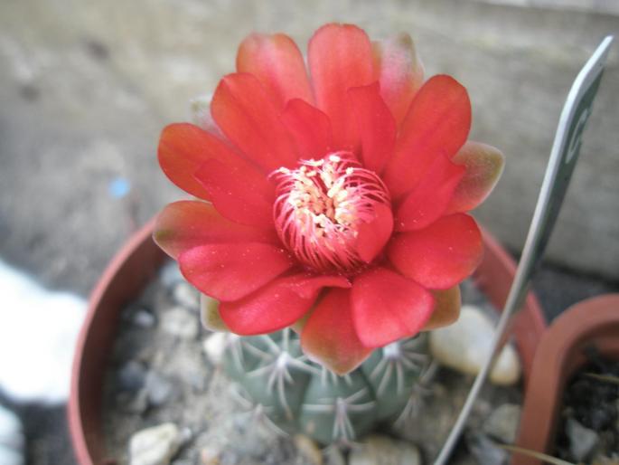 Gymno baldianum ? - CACTUSI - ANUL 2008