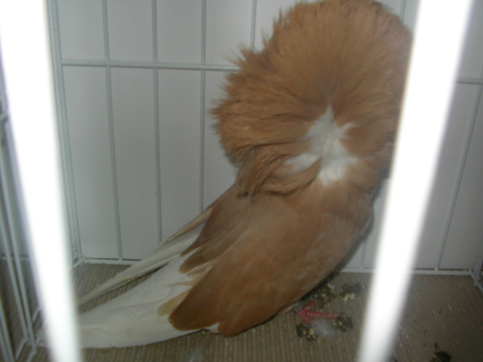 SANY0200 - poze expo 2009