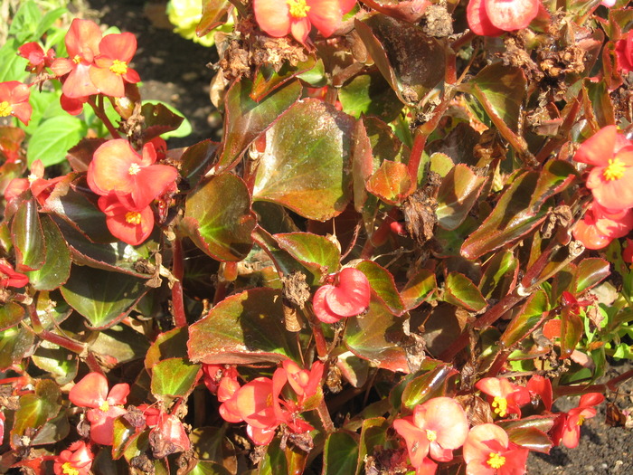 begonie - florile mele