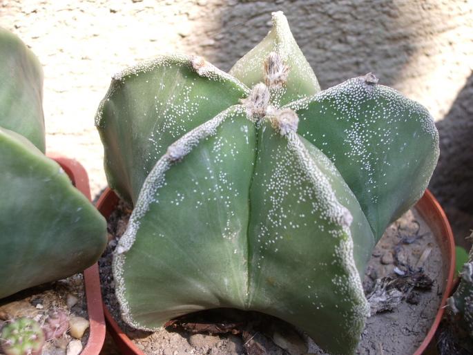 Astrophytum myriostigma hb. - Astrophytum