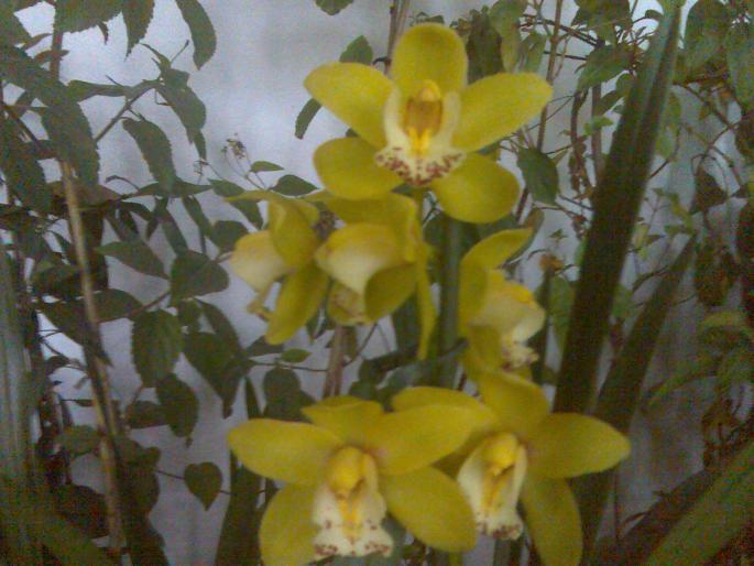 Imag0230 - orchidee