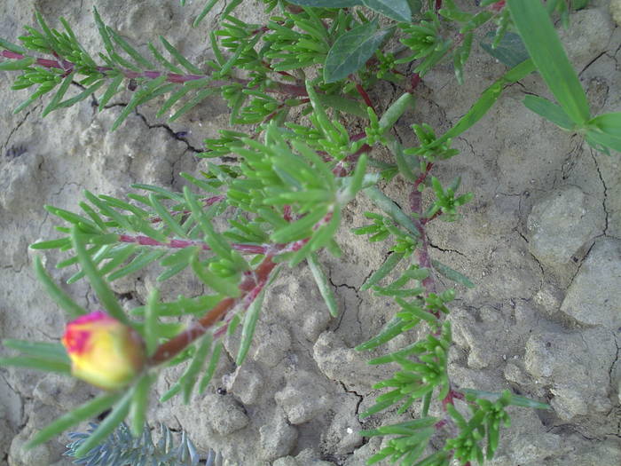 flori de piatra - GRADINA-2009