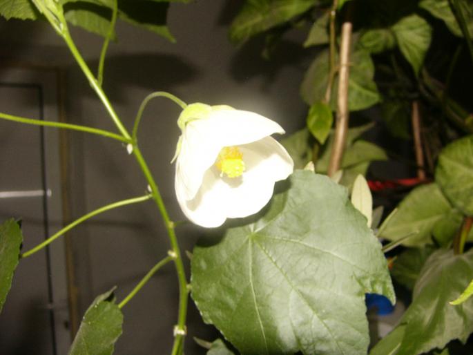 abutilon