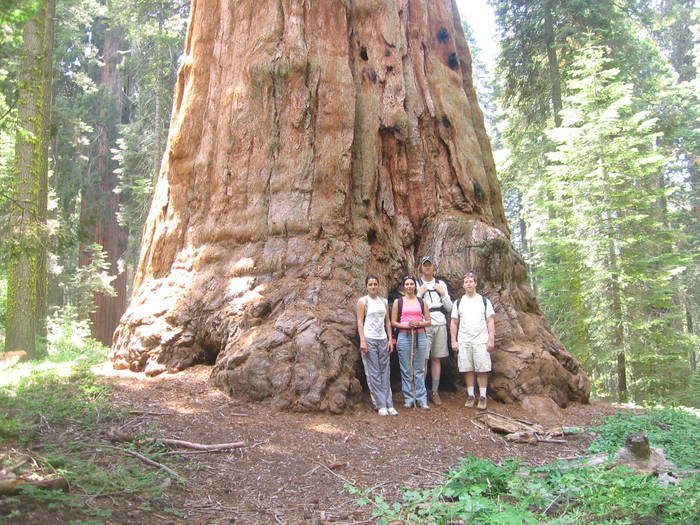 SequoiaTrip02_people02; este cel mai mare copac din lume si poate ajunge la 100 de metri 3000 de ani si 2400 de tone
