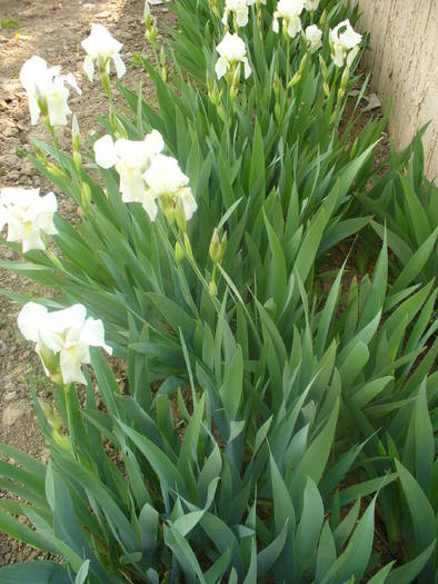 baby baby 038 - iris