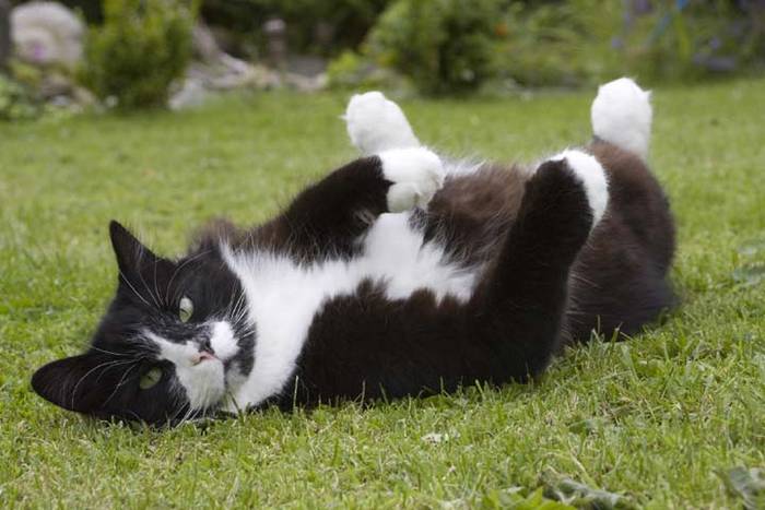 CATS 15 - Concurs CATS FAUNNY 1