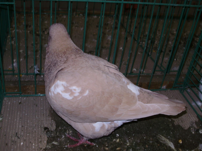 6316a gh 1 - 1507 partea 1b