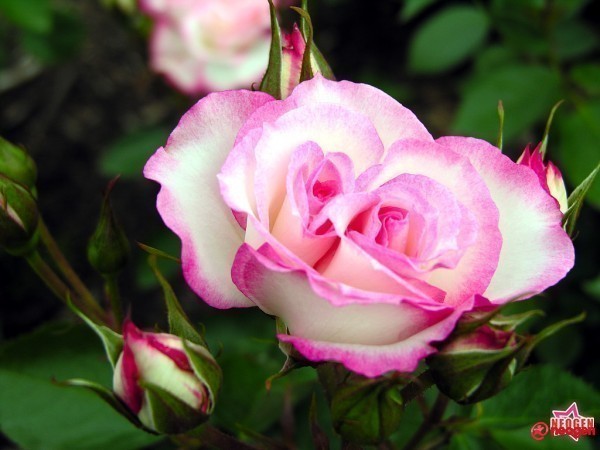 a7d0fd32_0020001065454_00_600 - Trandafiri roz