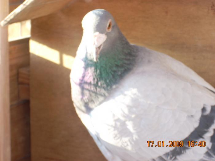 DSCN1968 - porumbeii pentru repr 2009