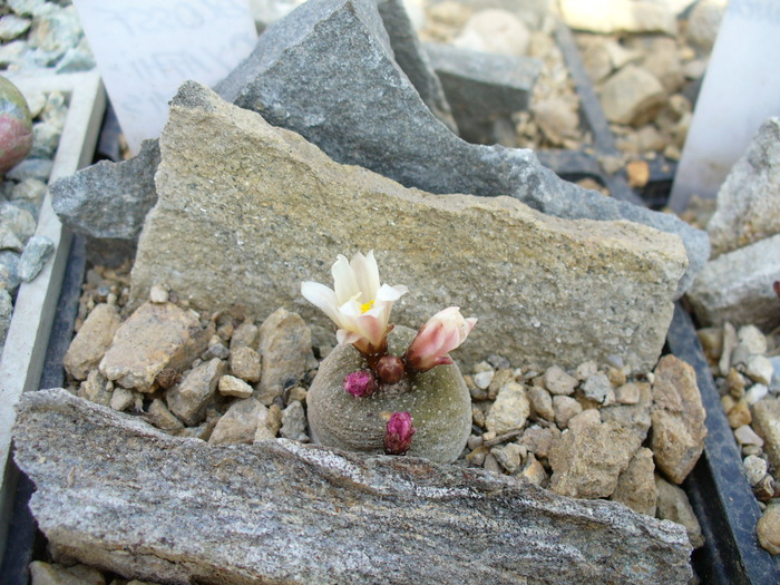 blossfeldia_cyathiformis - genul Blossfeldia