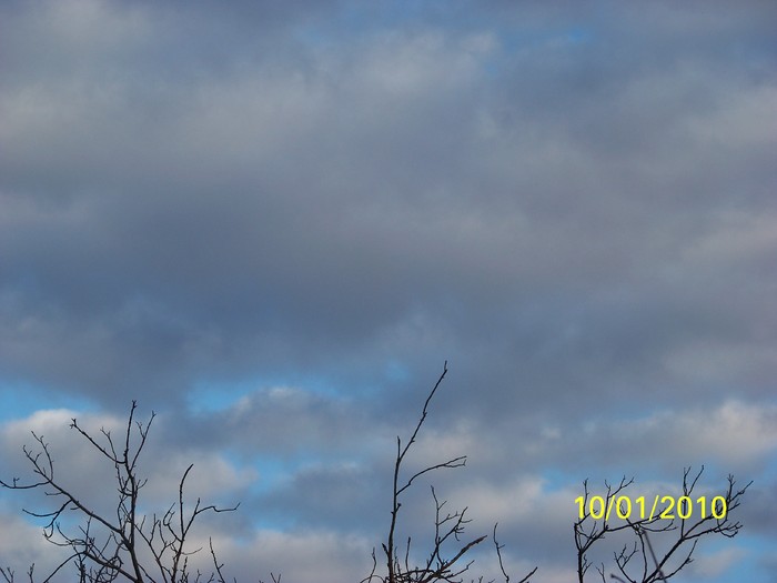 100_8979 - Cer Flori Pasari