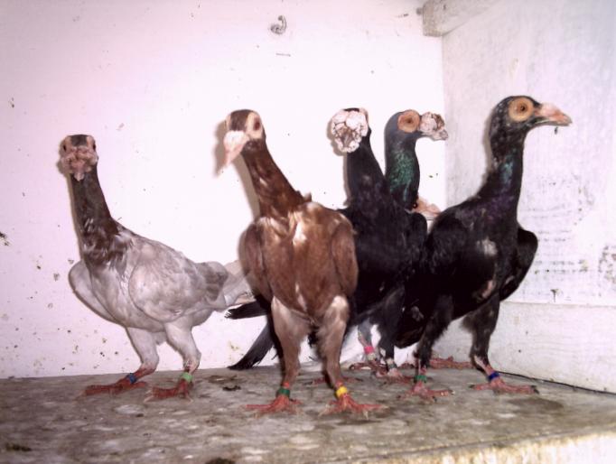19 - porumbei carieri - 2007