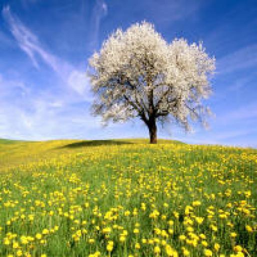 Cherry%20Tree%20and%20Dandelion%20Meadow,%20Zug%20Canton,%20Switzerland - PeIsAjE MiNuNaTe