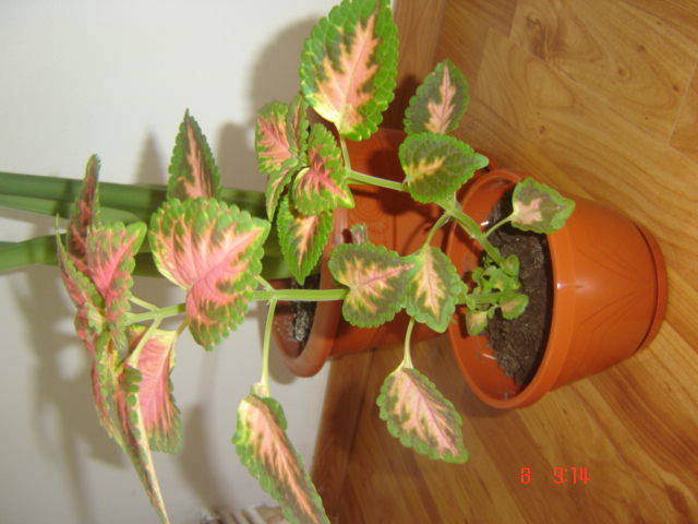 DSC00296 - florile mele