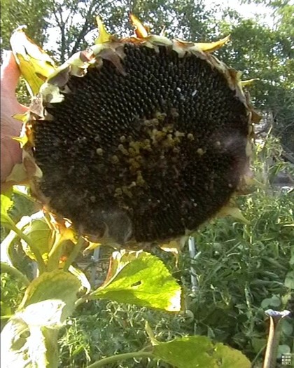 floarea soarelui1; 108KB JPEG 8/23/2009 9:00PM
