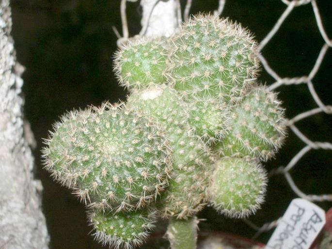 Rebutia perplexa - pe Peireskiopsis - Plante altoite