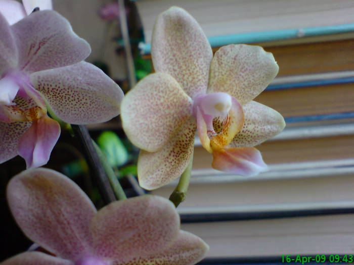 Orhidee midi floare galbuie - Orhidee din 2009