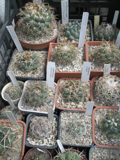 Coryphanthe dupa iernat - cactusi la iernat 2008-2009