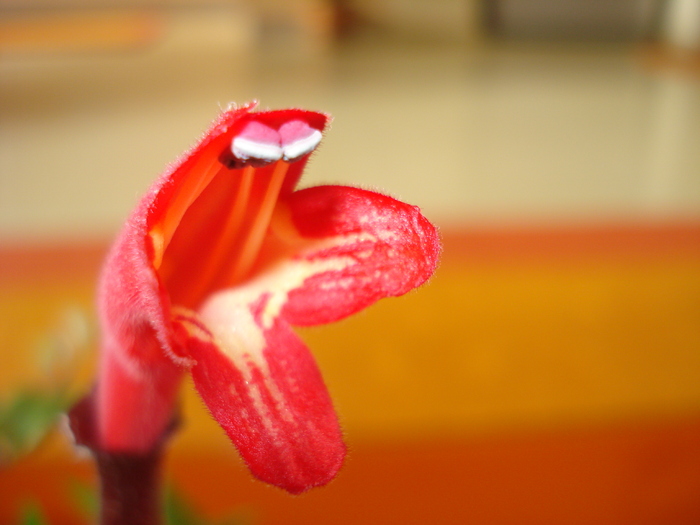 AESCHINANTHUS