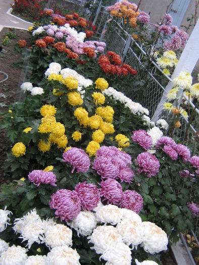 crizanteme in gradina - flori de gradina 2009