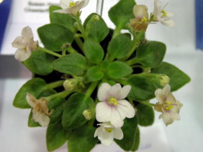 Robs_Itty_Bitty_2005avsa - violete de pe net 1