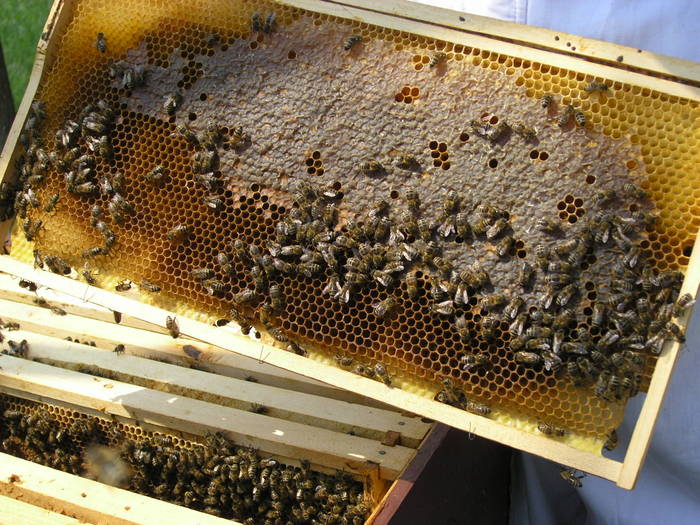 P4071957 - Carnica Banatica