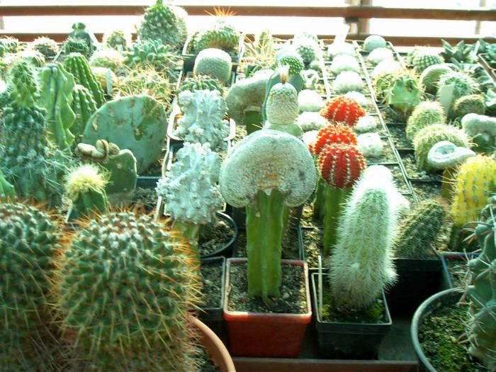 Rajko (33) - Cactusi