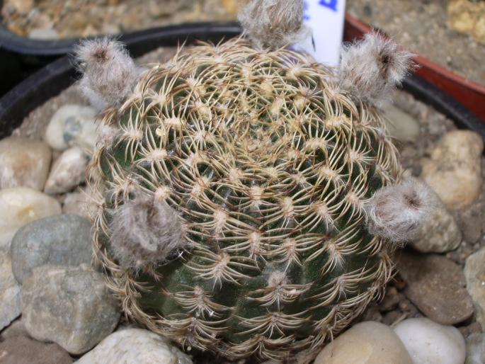 Lobivia pusilla - cactusi