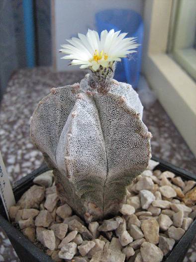 IMG_8424 - Astrophytum