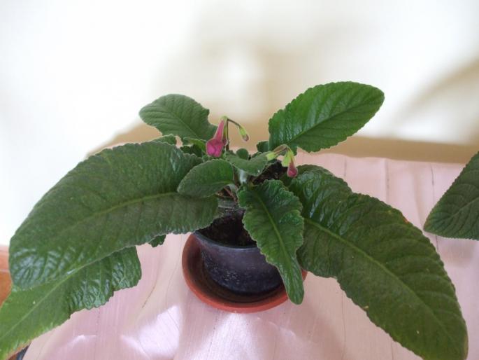 DSCF2750