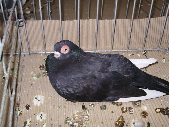 10711 sv 1 - 1507 partea 6a