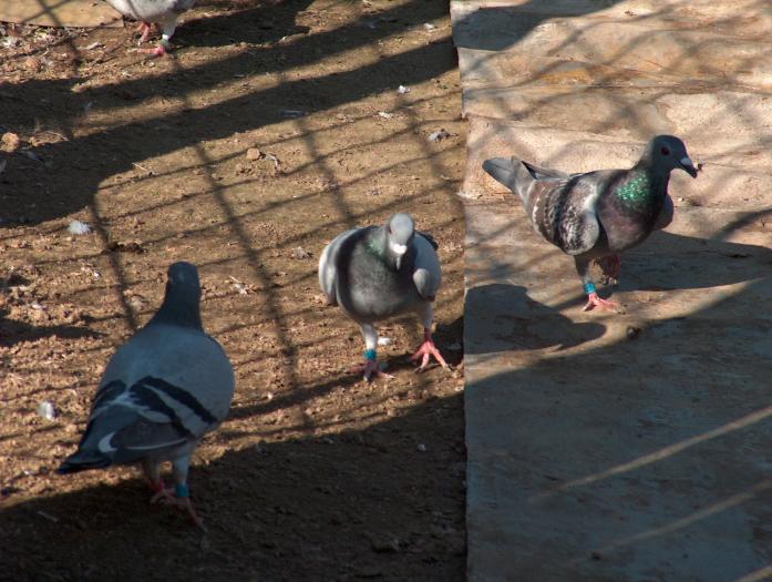 Picture 033; e  bine  cind  simti  pamintul sub  picioare
