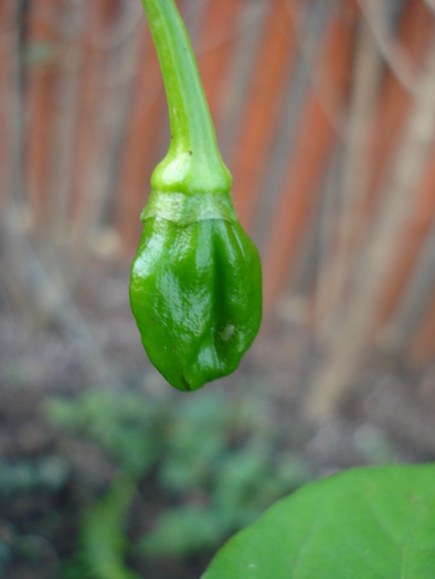 Habanero Pepper (2009, October 07) - Habanero