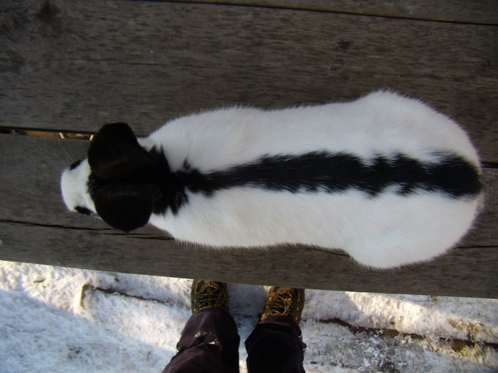 P1240034 - Femela de fluture german