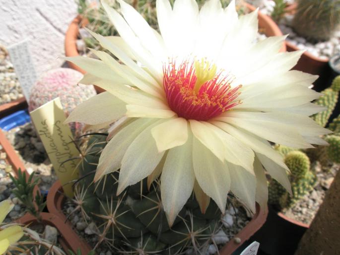 Coryphantha unicornis