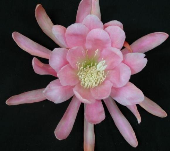 pink giant - Ezoterismul Florilor
