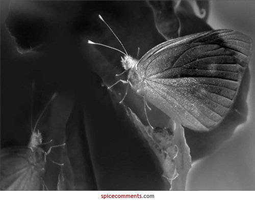 00001 - butterfies