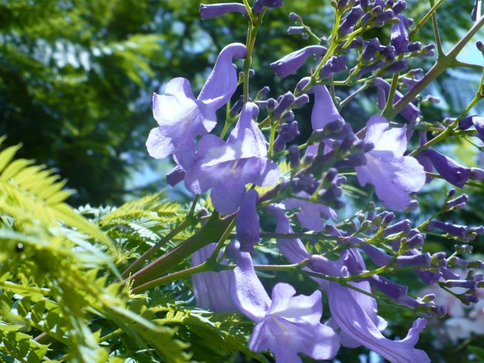 Jacaranda Tree - Flori