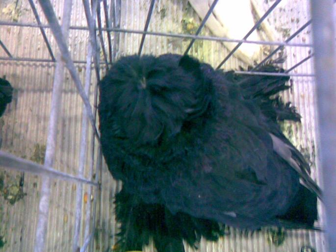 buh 6 - 1503 partea 1