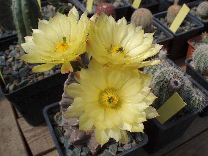 Echinocereus subinermis