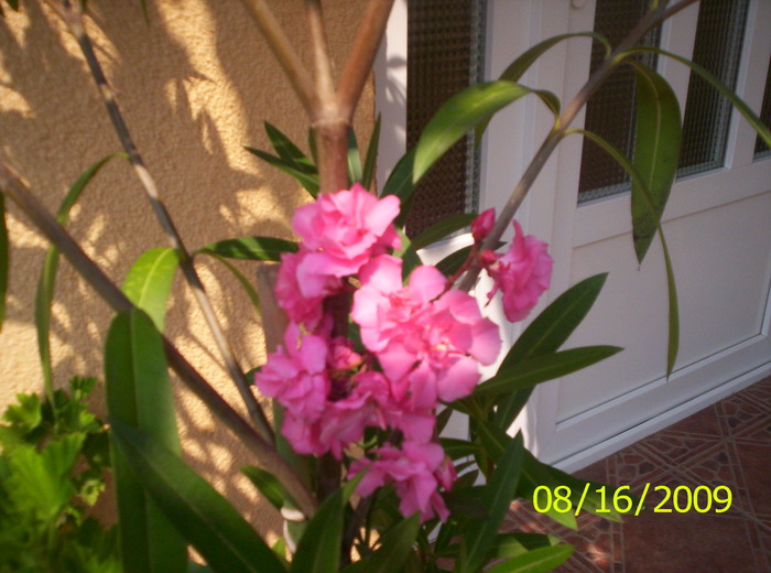 Leandru; un buchet mediteranian
