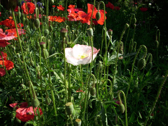 DSCI0389 - flori din gradina mea