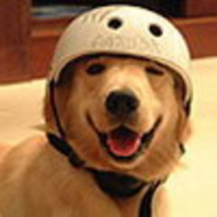 Avatare Animale Avatar Animal Protejat