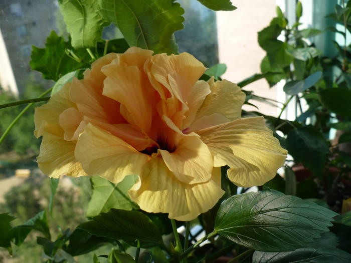 P1130936