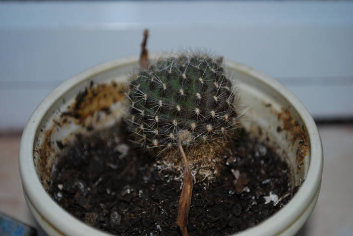 rebutia - Cactusii mei