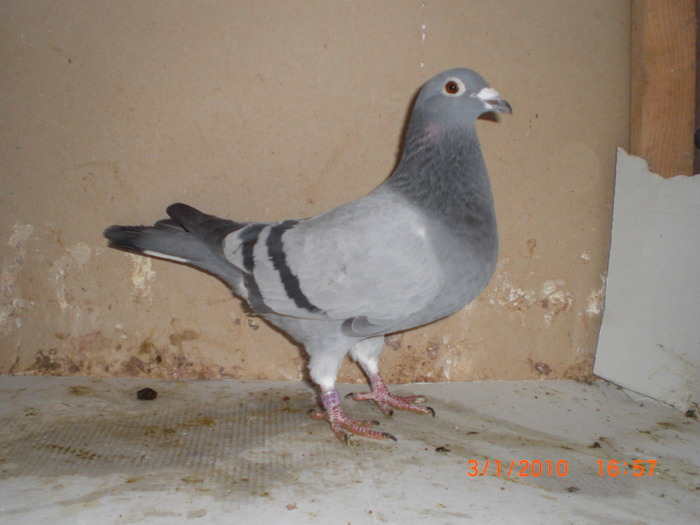 albastra ro-07-315547-sora cu loc 8 nat.fond yearling 2008-Etienne Devous D.Mathis (Imi Fogel) - Reproducatori femele