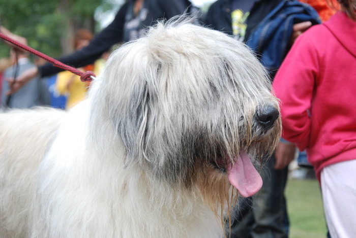 DSC_0208 - Concurs international de frumustete canina 2009 TgMures